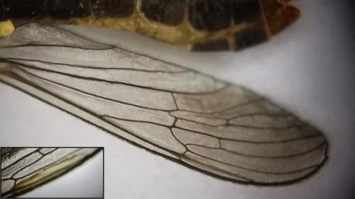 Chioneinae